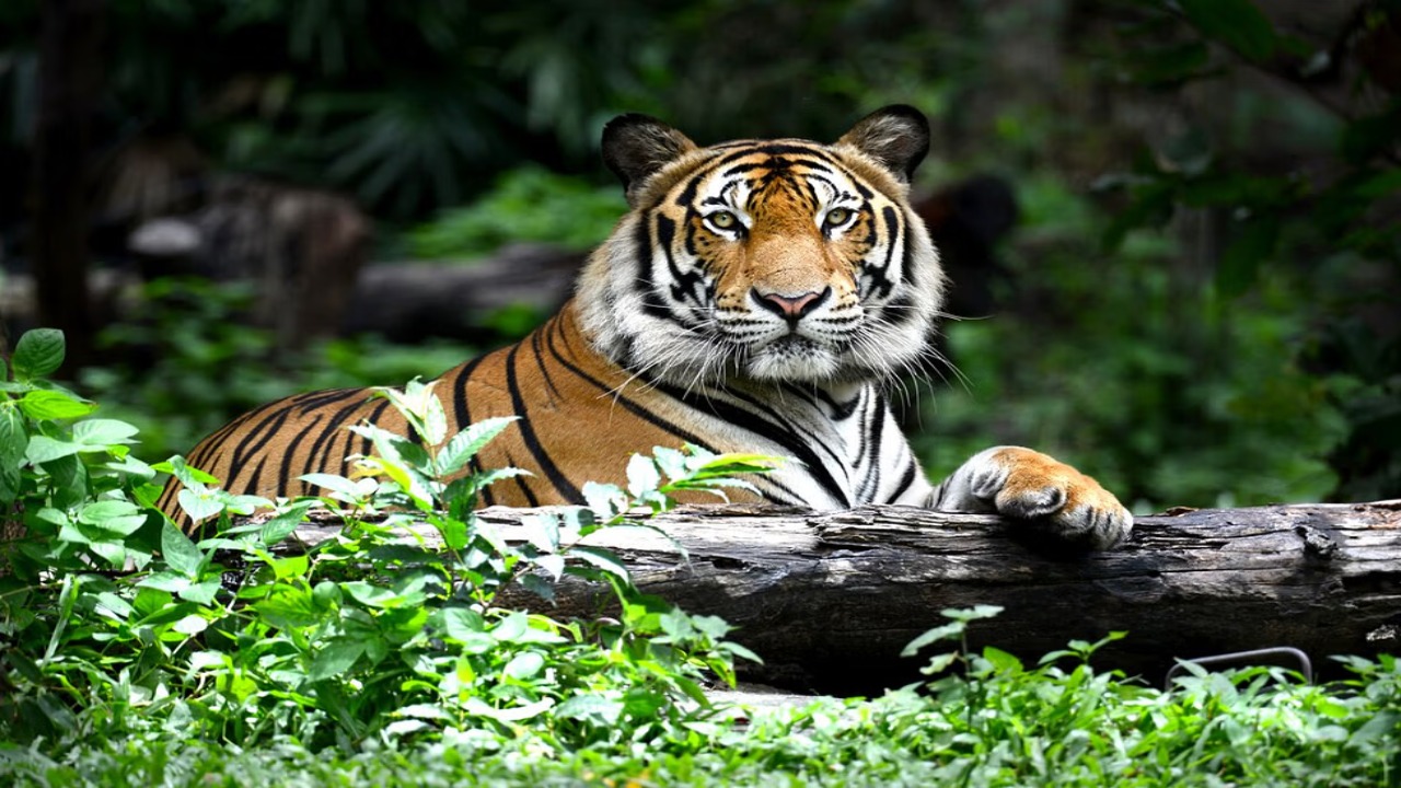 Live Baiting in Tiger Reserves