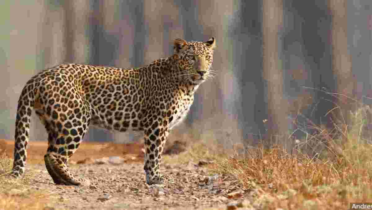 INDIAN LEOPARD