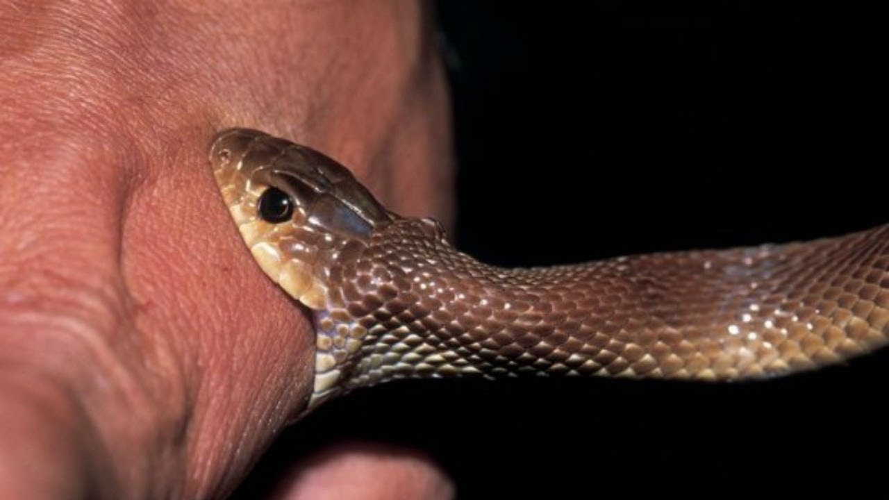 Snakebites in India