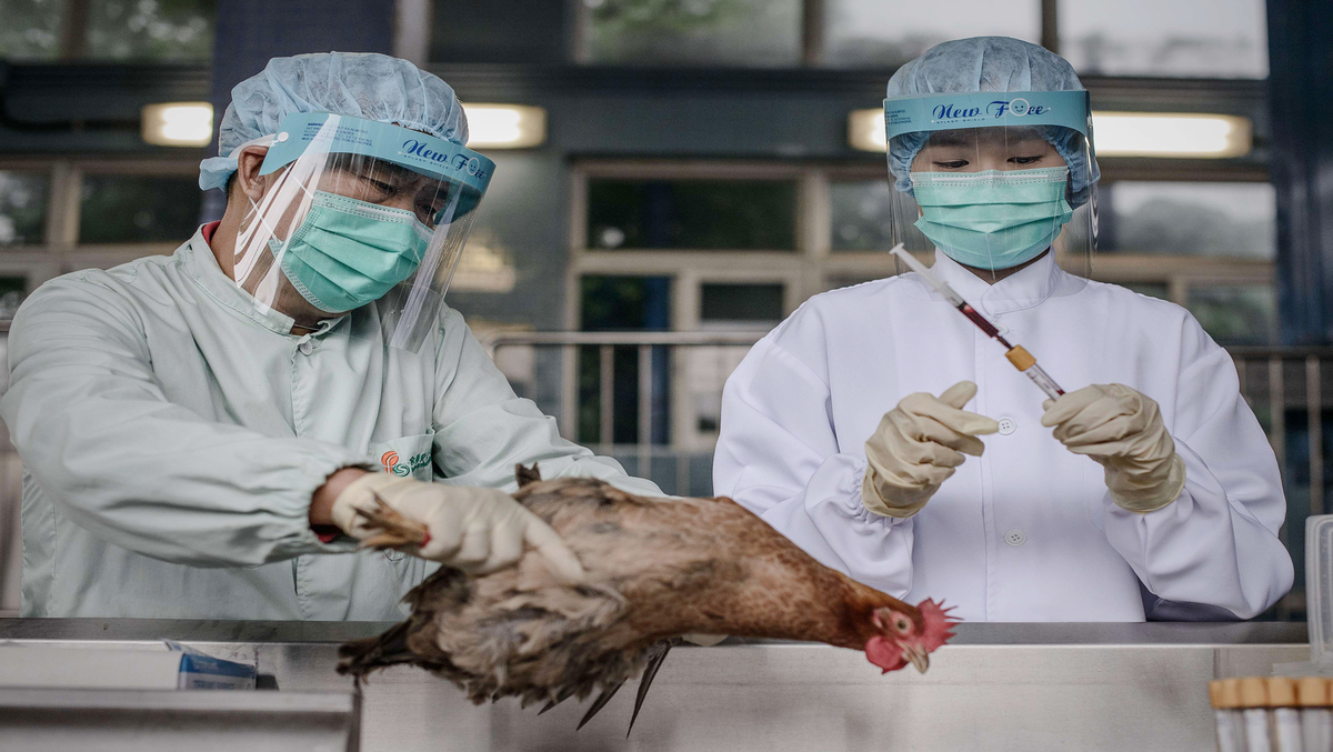 H5N1: Bird flu