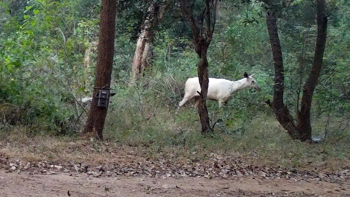 White Sambar in Cauvery Wildlife Sanctuary