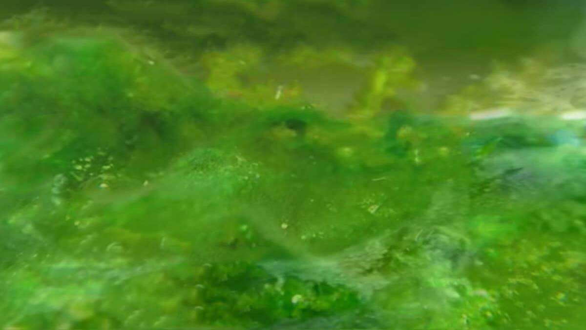 ‘FY’ ALGAE