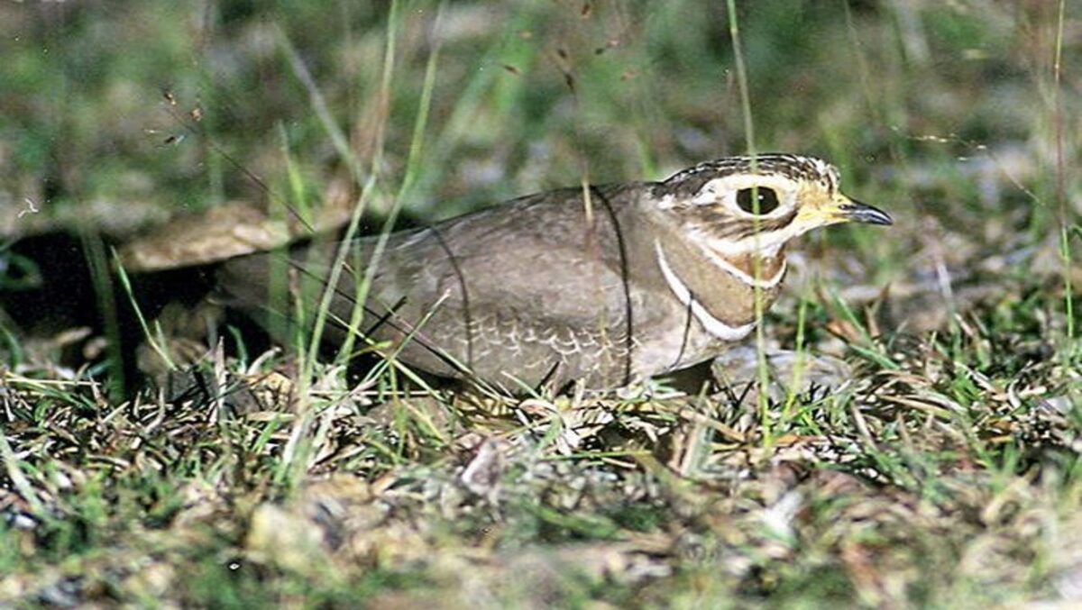 JERDON’S COURSER