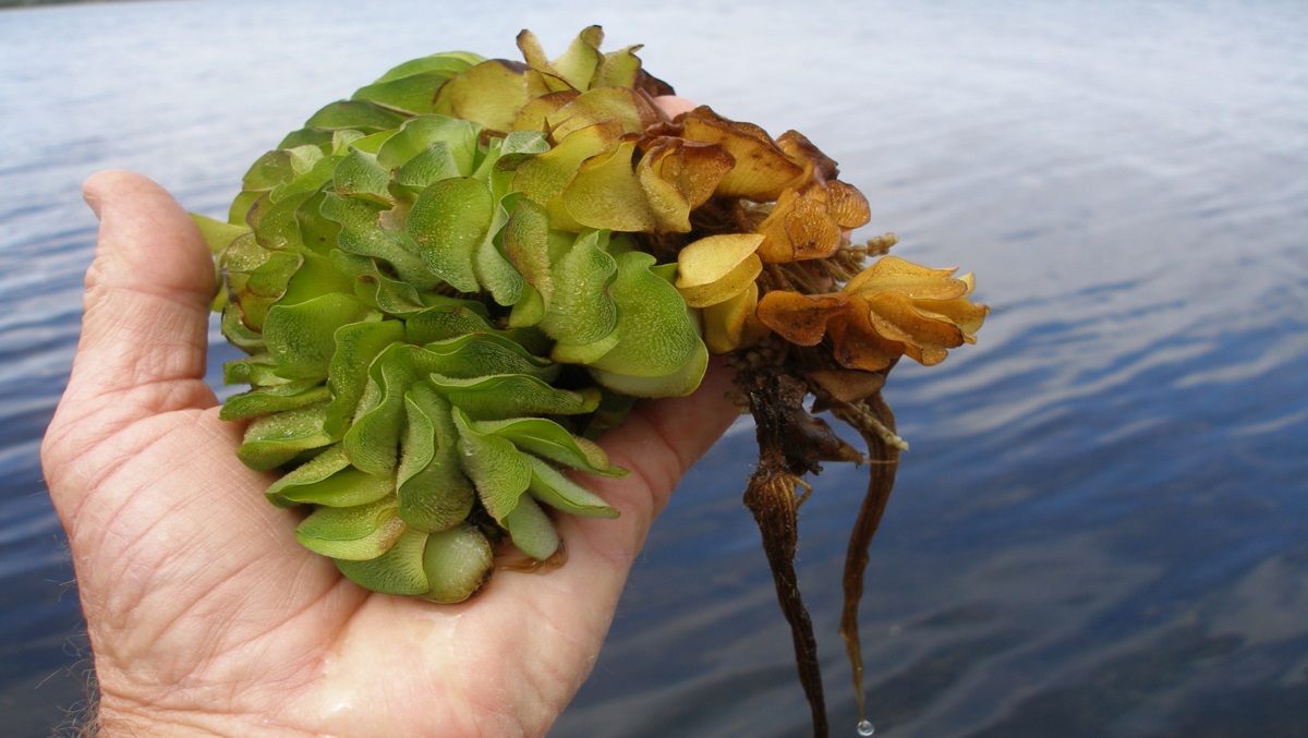 SALVINIA MOLESTA