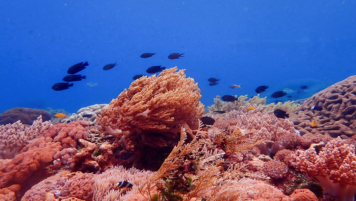 Fourth global mass coral bleaching