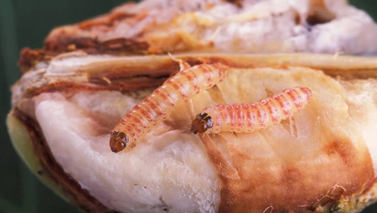 PINK BOLLWORM (PBW) ATTACK