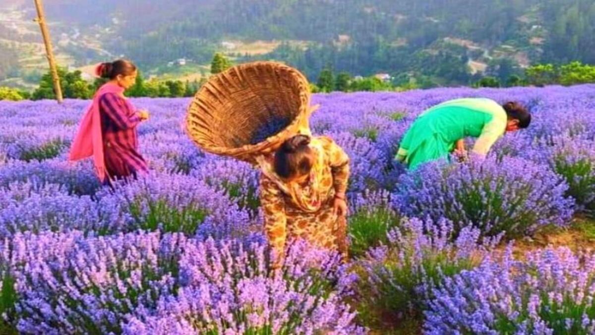 Lavender Cultivation