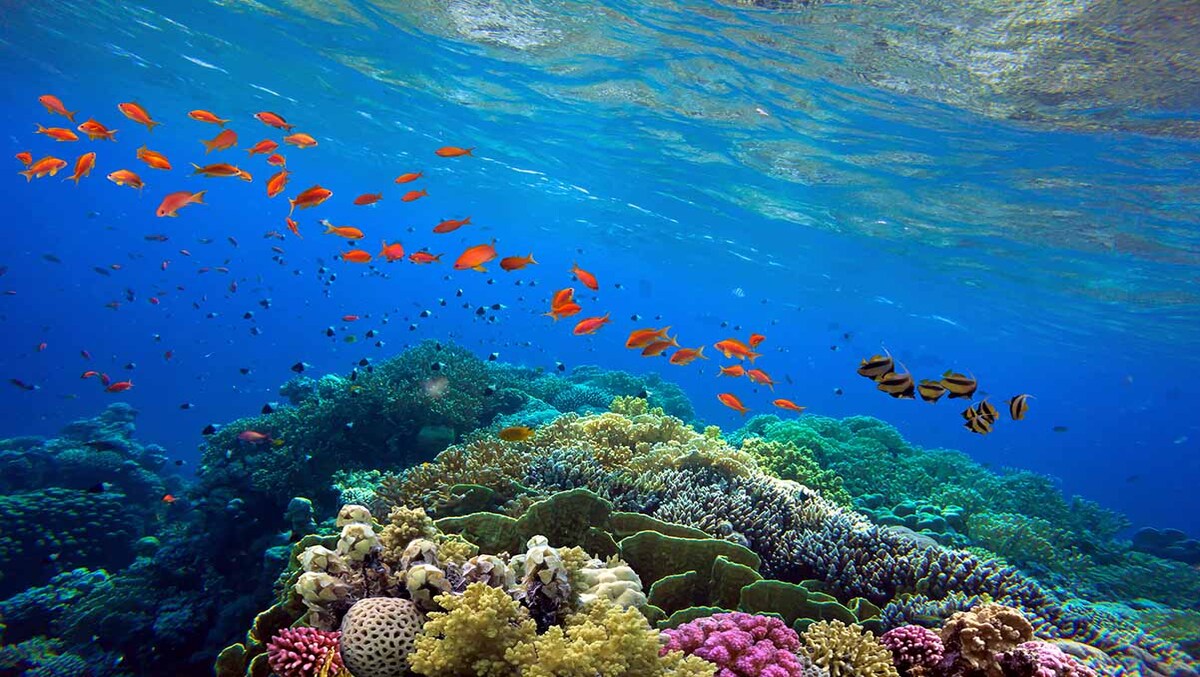 GREAT BARRIER REEF (GBR)